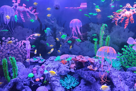 Monsters aquarium pattaya (Monsters Aquarium Pattaya) Photo 2 of 5